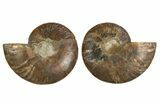 Cut & Polished, Crystal Filled Ammonite Fossil - Madagascar #308145-1